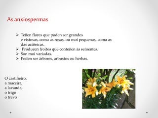 As anxiospermas
 Teñen flores que poden ser grandes
e vistosas, coma as rosas, ou moi pequenas, coma as
das aciñeiras.
 Producen froitos que conteñen as sementes.
 Son moi variadas.
 Poden ser árbores, arbustos ou herbas.
.
O castiñeiro,
a maceira,
a lavanda,
o trigo
o trevo
 