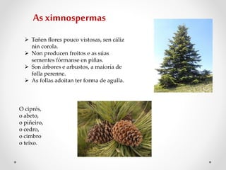 Teñen flores pouco vistosas, sen cáliz
nin corola.
 Non producen froitos e as súas
sementes fórmanse en piñas.
 Son árbores e arbustos, a maioría de
folla perenne.
 As follas adoitan ter forma de agulla.
As ximnospermas
O ciprés,
o abeto,
o piñeiro,
o cedro,
o cimbro
o teixo.
 