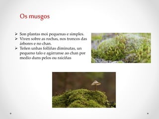  Son plantas moi pequenas e simples.
 Viven sobre as rochas, nos troncos das
árbores e no chan.
 Teñen unhas folliñas diminutas, un
pequeno talo e agárranse ao chan por
medio duns pelos ou raiciñas
Os musgos
 