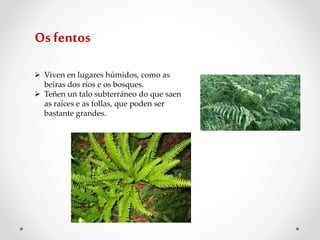  Viven en lugares húmidos, como as
beiras dos ríos e os bosques.
 Teñen un talo subterráneo do que saen
as raíces e as follas, que poden ser
bastante grandes.
Os fentos
 