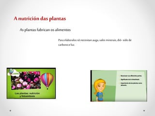 A nutricióndas plantas
As plantas fabrican os alimentos
Para elaboralos só necesitan auga, sales minerais, dió- xido de
carbono e luz.
 