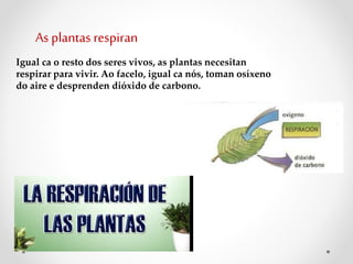 As plantas respiran
Igual ca o resto dos seres vivos, as plantas necesitan
respirar para vivir. Ao facelo, igual ca nós, toman osíxeno
do aire e desprenden dióxido de carbono.
 