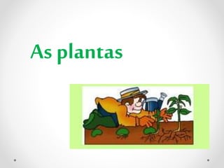 As plantas
 