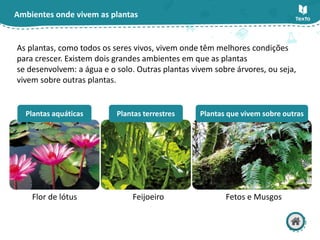 Ambientes onde vivem as plantas
As plantas, como todos os seres vivos, vivem onde têm melhores condições
para crescer. Existem dois grandes ambientes em que as plantas
se desenvolvem: a água e o solo. Outras plantas vivem sobre árvores, ou seja,
vivem sobre outras plantas.
Flor de lótus Feijoeiro Fetos e Musgos
Plantas aquáticas Plantas terrestres Plantas que vivem sobre outras
 