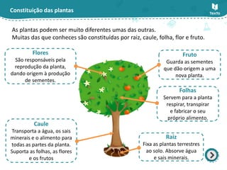 Constituição das plantas
As plantas podem ser muito diferentes umas das outras.
Muitas das que conheces são constituídas por raiz, caule, folha, flor e fruto.
Flores
São responsáveis pela
reprodução da planta,
dando origem à produção
de sementes.
Caule
Transporta a água, os sais
minerais e o alimento para
todas as partes da planta.
Suporta as folhas, as flores
e os frutos
Fruto
Guarda as sementes
que dão origem a uma
nova planta.
Folhas
Servem para a planta
respirar, transpirar
e fabricar o seu
próprio alimento.
Raiz
Fixa as plantas terrestres
ao solo. Absorve água
e sais minerais.
 