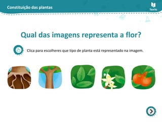 Constituição das plantas
Clica para escolheres que tipo de planta está representado na imagem.
Qual das imagens representa a flor?
 