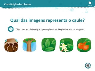 Constituição das plantas
Clica para escolheres que tipo de planta está representado na imagem.
Qual das imagens representa o caule?
 