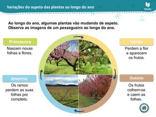 Variações do aspeto das plantas ao longo do ano
Ao longo do ano, algumas plantas vão mudando de aspeto.
Observa as imagens de um pessegueiro ao longo do ano.
Nascem novas
folhas e flores.
Os frutos
colhem-se
e caem as
folhas.
Perdem a flor
e aparecem
os frutos.
Os ramos
perdem as suas
folhas por
completo.
Primavera Verão
Outono
Inverno
 