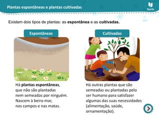 Plantas espontâneas e plantas cultivadas
Existem dois tipos de plantas: as espontânea e as cultivadas.
Espontâneas
Há plantas espontâneas,
que não são plantadas
nem semeadas por ninguém.
Nascem à beira-mar,
nos campos e nas matas.
Há outras plantas que são
semeadas ou plantadas pelo
ser humano para satisfazer
algumas das suas necessidades
(alimentação, saúde,
ornamentação).
Cultivadas
 