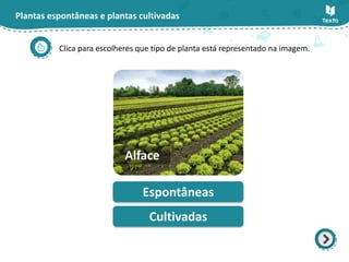 Plantas espontâneas e plantas cultivadas
Clica para escolheres que tipo de planta está representado na imagem.
Espontâneas
Cultivadas
Alface
 