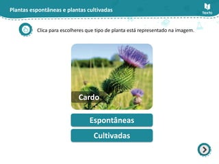 Plantas espontâneas e plantas cultivadas
Clica para escolheres que tipo de planta está representado na imagem.
Espontâneas
Cultivadas
Cardo
 