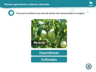 Plantas espontâneas e plantas cultivadas
Clica para escolheres que tipo de planta está representado na imagem.
Espontâneas
Cultivadas
Pereira
 