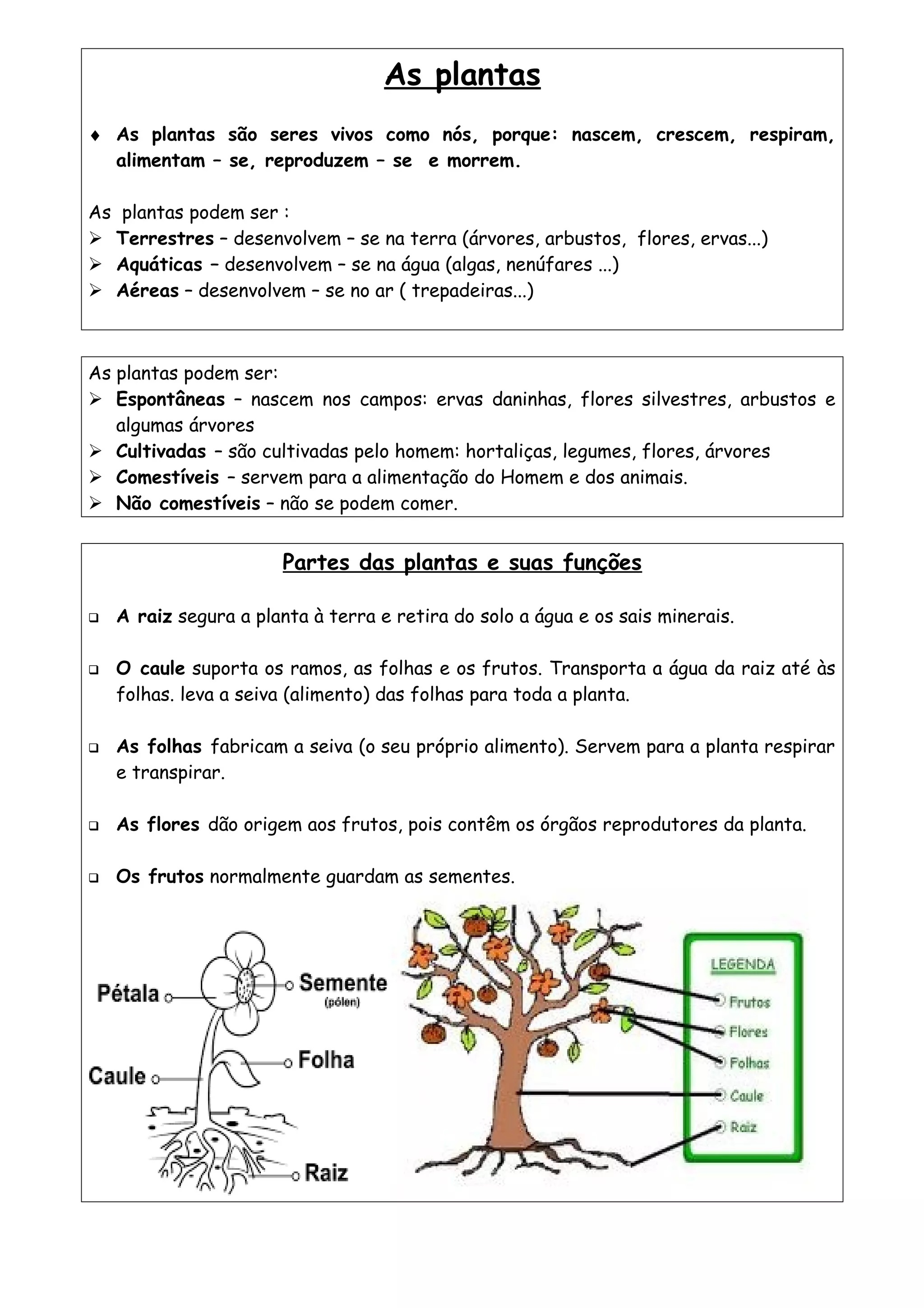 As plantas estudo | DOC
