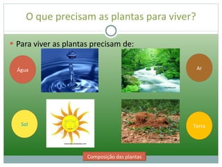 As plantas - o que precisam as plantas para viver. Composição da planta ...
