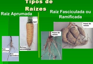 Tipos de Raízes Raiz Fasciculada ou Ramificada Raiz Aprumada 