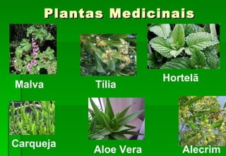 Plantas Medicinais Malva Carqueja Tília Aloe Vera Hortelã Alecrim 