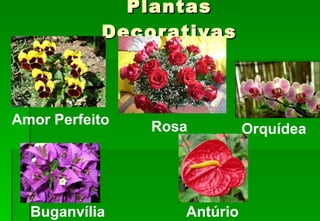 Plantas Decorativas Amor Perfeito Buganvília Rosa Antúrio Orquídea 