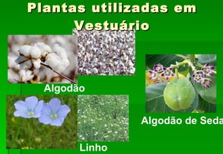 Plantas utilizadas em Vestuário Algodão Linho Algodão de Seda 