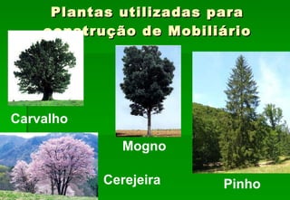 Plantas utilizadas para construção de Mobiliário Carvalho Mogno Pinho Cerejeira 
