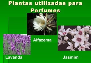 Plantas utilizadas para Perfumes Lavanda Jasmim Alfazema 