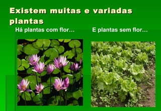 Existem muitas e variadas plantas E plantas sem flor… Há plantas com flor… 