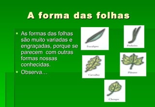 A forma das folhas As formas das folhas são muito variadas e engraçadas, porque se parecem  com outras formas nossas conhecidas. Observa… 
