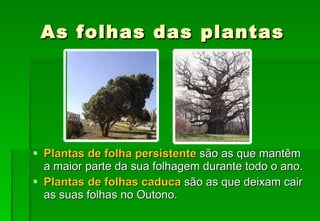 As folhas das plantas Plantas de folha persistente  são as que mantêm  a maior parte da sua folhagem durante todo o ano. Plantas de folhas caduca  são as que deixam cair as suas folhas no Outono. 