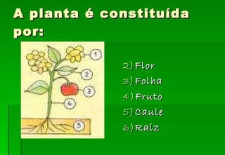 A planta é constituída por: Flor Folha Fruto Caule Raiz 