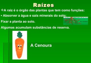 Raízes A Cenoura A raiz é o órgão das plantas que tem como funções: ▪  Absorver a água e sais minerais do solo;  Fixar a planta ao solo. Algumas acumulam substâncias de reserva. 