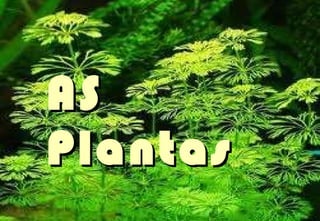 AS Plantas 