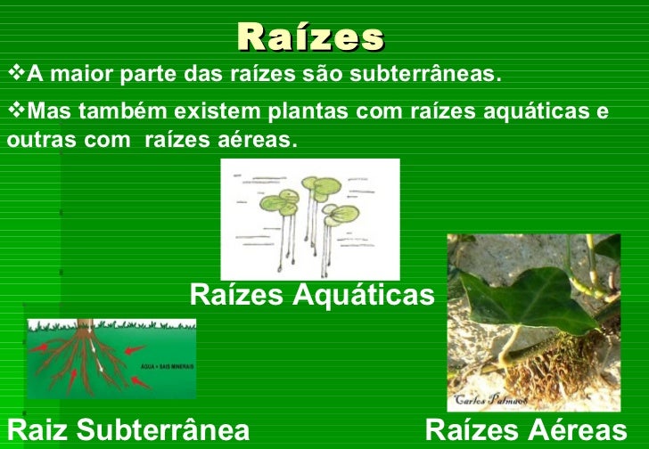 As plantas utilidade As plantas utilidade