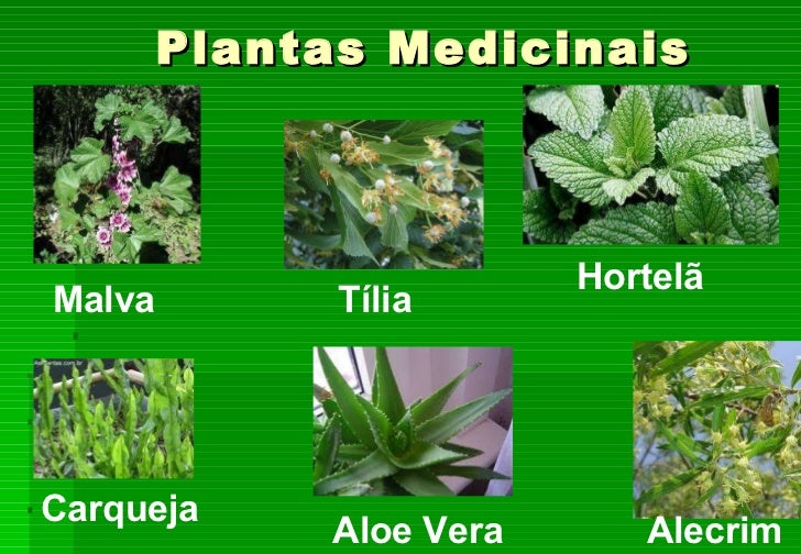 A Utilidade Das Plantas Com Caracteristicas E Desenhos E Exemplos