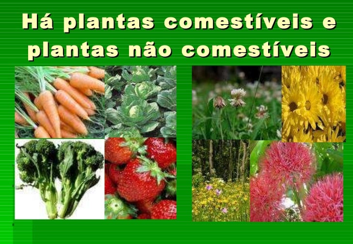 Exemplos Da Utilidade Da Vegetação Na Alimentação