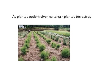 As plantas podem viver na terra - plantas terrestres 