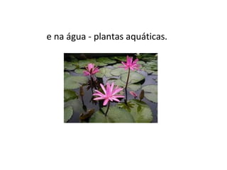 e na água - plantas aquáticas. 