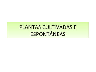 PLANTAS CULTIVADAS E ESPONTÂNEAS 
