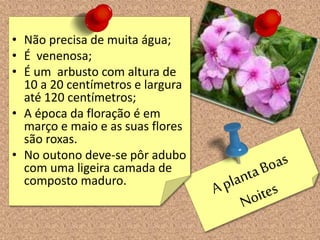 • Não precisa de muita água;
• É venenosa;
• É um arbusto com altura de
10 a 20 centímetros e largura
até 120 centímetros;
• A época da floração é em
março e maio e as suas flores
são roxas.
• No outono deve-se pôr adubo
com uma ligeira camada de
composto maduro.
 