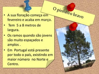 • A sua floração começa em
fevereiro e acaba em março.
• Tem 5 a 8 metros de
largura.
• Os ramos quando são jovens
são muito espaçados e
amplos .
• Em Portugal está presente
por todo o país, existindo em
maior número no Norte e
Centro.
 