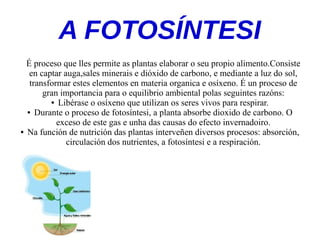 A FOTOSÍNTESI
É proceso que lles permite as plantas elaborar o seu propio alimento.Consiste
en captar auga,sales minerais e dióxido de carbono, e mediante a luz do sol,
transformar estes elementos en materia organica e osíxeno. É un proceso de
gran importancia para o equilibrio ambiental polas seguintes razóns:
● Libérase o osíxeno que utilizan os seres vivos para respirar.
● Durante o proceso de fotosíntesi, a planta absorbe dioxido de carbono. O
exceso de este gas e unha das causas do efecto invernadoiro.
● Na función de nutrición das plantas interveñen diversos procesos: absorción,
circulación dos nutrientes, a fotosíntesi e a respiración.
 