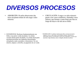 DIVERSOS PROCESOS
● ABSORCIÓN: Os pelos absorventes das
raíces da planta toman do solo auga e sales
minerais.
● CIRCULACIÓN: A auga e os sales minerais
pasan a uns vasos condutores, chamados vasos
leñosos, que forman o zume bruto que flue ao
longo da raíces e do talo ata as follas.
●
RESPIRACIÓN: As plantas respiran para obter a enerxía da materia
orgánica e levar a cabo todas as actividades celulares. Realizan un
intercambio gasoso coa atmosfera a través do cal absorben o osíxeno que
necesitan e logo eliminan, como o refugallo, dióxido de carbono.
● FOTOSÍNTESI: Realizase fundamentalmente nas
follas e nas partes verdes da planta. As células
vexetais destas partes da planta. As celulas desta parte
da planta presentan uns orgánulos denominados
cloroplastos onde se produce a fotonsíntesi. No seu
interior, atópase a clorofila, un pigmento de cor verde.
 