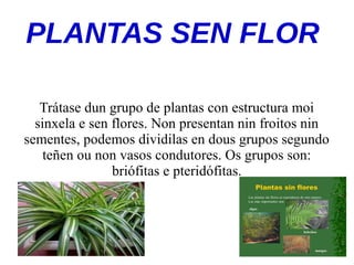 PLANTAS SEN FLOR
Trátase dun grupo de plantas con estructura moi
sinxela e sen flores. Non presentan nin froitos nin
sementes, podemos dividilas en dous grupos segundo
teñen ou non vasos condutores. Os grupos son:
briófitas e pteridófitas.
 