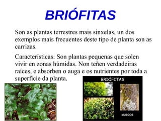 BRIÓFITAS
Son as plantas terrestres mais sinxelas, un dos
exemplos mais frecuentes deste tipo de planta son as
carrizas.
Características: Son plantas pequenas que solen
vivir en zonas húmidas. Non teñen verdadeiras
raíces, e absorben o auga e os nutrientes por toda a
superficie da planta.
 