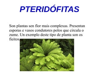 PTERIDÓFITAS
Son plantas sen flor mais complexas. Presentan
esporas e vasos condutores polos que circula o
zume. Un exemplo deste tipo de planta son os
fieitos.
 