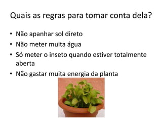 Quais as regras para tomar conta dela?
• Não apanhar sol direto
• Não meter muita água
• Só meter o inseto quando estiver totalmente
aberta
• Não gastar muita energia da planta