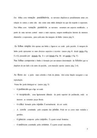 5
Em folhas com venação paralelinérvia, as nervuras dispõem-se paralelamente umas em
relação às outras e entre elas não existe uma nítida distinção no que diz respeito à espessura.
Nas folhas com venação peninérvia as nervuras assumem um aspecto ramificado; a
partir de uma nervura central maior e mais espessa, surgem ramificações laterais de menores
dimensões e espessuras, para cada uma das margens do limbo (anexo pág 3)
As folhas simples têm apenas um limbo e ligam-se ao caule pelo pecíolo. A margem do
limbo pode apresentar os mais diversos aspectos e recortes (anexo pág 4) desde inteira (Fig.
E e G), passando por dentada (fig. J) e por lobada (Fig. B) até partida ( Fig. F).
Nas folhas compostas o limbo é formado por um número determinado de folíolos que se
dispõem de um lado e do outro do pecíolo, com inserção oposta (anexo pág. 2-4).
As flores são a parte mais colorida e bela da planta; têm como função assegurar a sua
reprodução.
Numa flor pode distinguir-se (anexo pág. 5)
- O pedúnculo que a liga ao caule.
- O receptáculo, zona ligeiramente dilatada da parte superior do pedúnculo, onde se
inserem as restantes peças florais.
- O cálice formado pelas sépalas. É normalmente de cor verde.
- A corola constituída pelo conjunto das pétalas. Pode ter as cores mais variadas e
garridas.
- O gineceu composto pelos carpelos. É a parte sexual feminina.
- O androceu constituída pelos estames. É a parte sexual masculina.
 