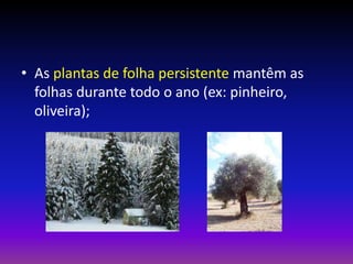 As plantas e o meio | PPTX