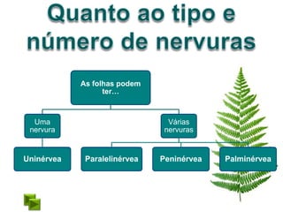 As folhas podem
                  ter…



  Uma                           Várias
 nervura                       nervuras


Uninérvea    Paralelinérvea   Peninérvea   Palminérvea
 