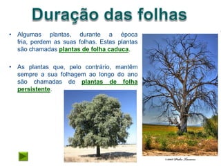 • Algumas plantas, durante a época
  fria, perdem as suas folhas. Estas plantas
  são chamadas plantas de folha caduca.

• As plantas que, pelo contrário, mantêm
  sempre a sua folhagem ao longo do ano
  são chamadas de plantas de folha
  persistente.
 