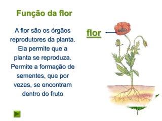 Função da flor

  A flor são os órgãos
                          flor
reprodutores da planta.
   Ela permite que a
  planta se reproduza.
Permite a formação de
   sementes, que por
 vezes, se encontram
     dentro do fruto
 
