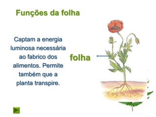 Funções da folha


  Captam a energia
luminosa necessária
    ao fabrico dos     folha
 alimentos. Permite
    também que a
   planta transpire.
 